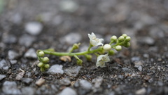 Maesa perlaria formosana