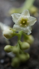 Maesa perlaria formosana