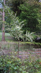 Maesa perlaria formosana