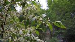 Maesa perlaria formosana