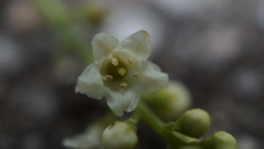 Maesa perlaria formosana