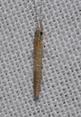 Setodes argentipunctellus