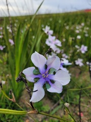 Aristea biflora