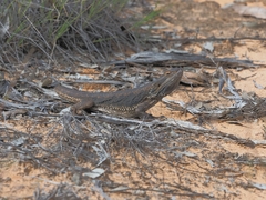 Pogona vitticeps