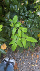 Berberidinae