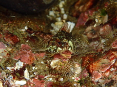 Helcogrammoides cunninghami