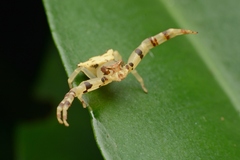 Thomisus okinawensis