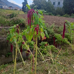 Amaranthus caudatus