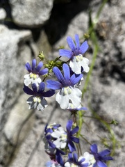 Nemesia affinis