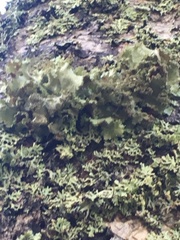 Melanohalea exasperatula