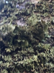 Melanohalea exasperatula