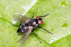 Gastrolepta anthracina