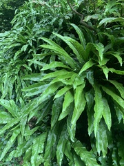 Asplenium scolopendrium scolopendrium