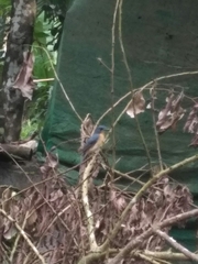 Cyornis tickelliae