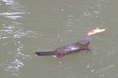 Ornithorhynchus anatinus