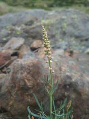 Reseda glauca