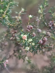 Erica arborea