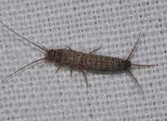 Lepismatidae