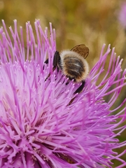 Bombus mesomelas