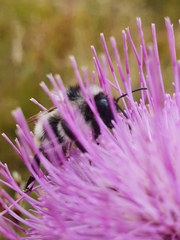 Bombus mesomelas