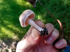 Rhodocybe