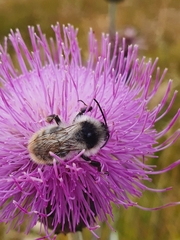 Bombus mesomelas
