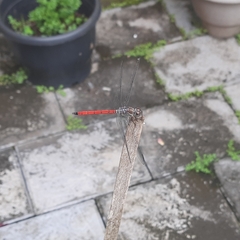 Lathrecista asiatica