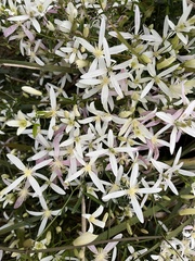 Clematis clitorioides