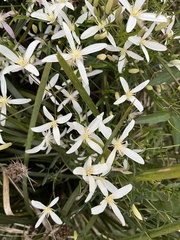 Clematis clitorioides