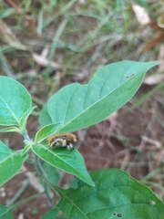 Tropinota squalida