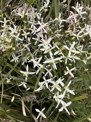 Clematis clitorioides