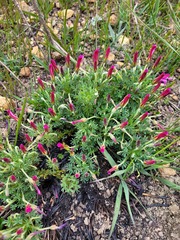Oxalis heterophylla