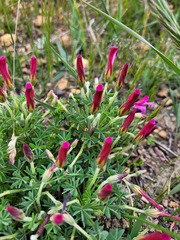 Oxalis heterophylla