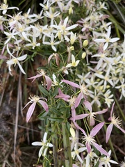 Clematis clitorioides