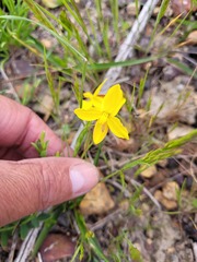 Cyanella lutea