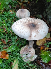 Macrolepiota procera
