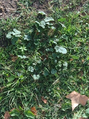 Malva