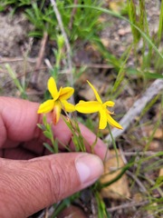 Cyanella lutea