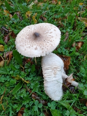 Macrolepiota procera