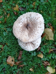 Macrolepiota procera