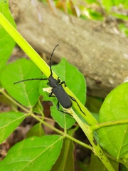 Ropalopus clavipes