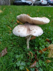 Macrolepiota procera