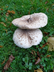 Macrolepiota procera