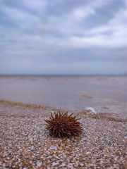 Heliocidaris erythrogramma