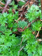 Petrosedum forsterianum