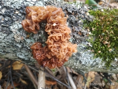 Phaeotremella