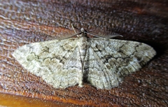 Peribatodes secundaria