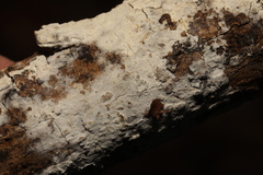 Lyomyces sambuci