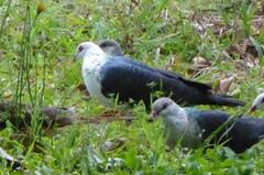 Columba leucomela