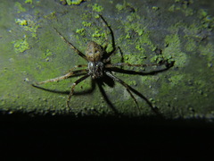 Nuctenea umbratica